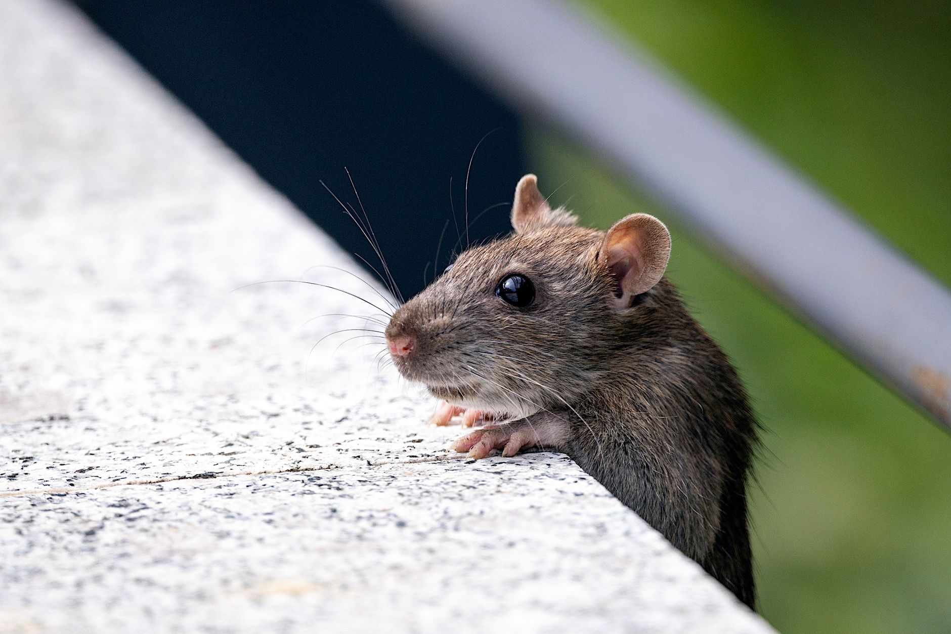 Désinsectisation dératisation à Élancourt